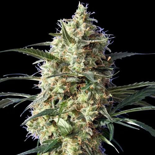 SNOW WHITE - Feminisiert - MISTER SEEDSSNOW WHITE - Feminisiert