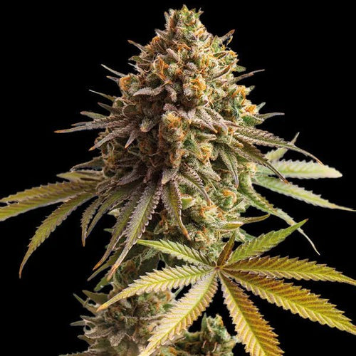 AFGHAN - Regular - MISTER SEEDSAFGHAN - Regular