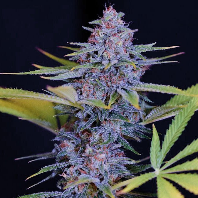 AFGHANI GOLD - Feminisiert - MISTER SEEDSAFGHANI GOLD - Feminisiert