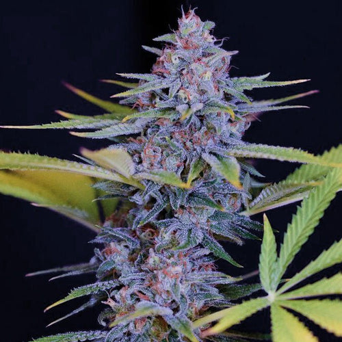 AFGHANI GOLD - Feminisiert - MISTER SEEDSAFGHANI GOLD - Feminisiert