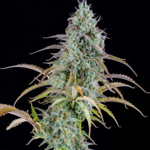 AK Automatic Female Cannabis Seeds - MISTER SEEDSAK Automatic Female Cannabis Seeds