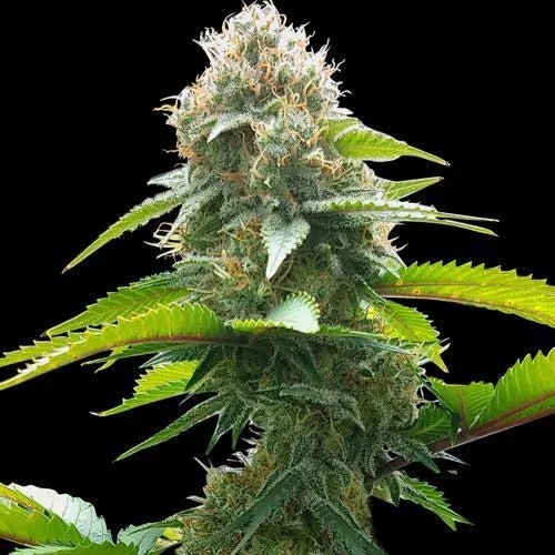 AK - Regular - MISTER SEEDSAK - Regular