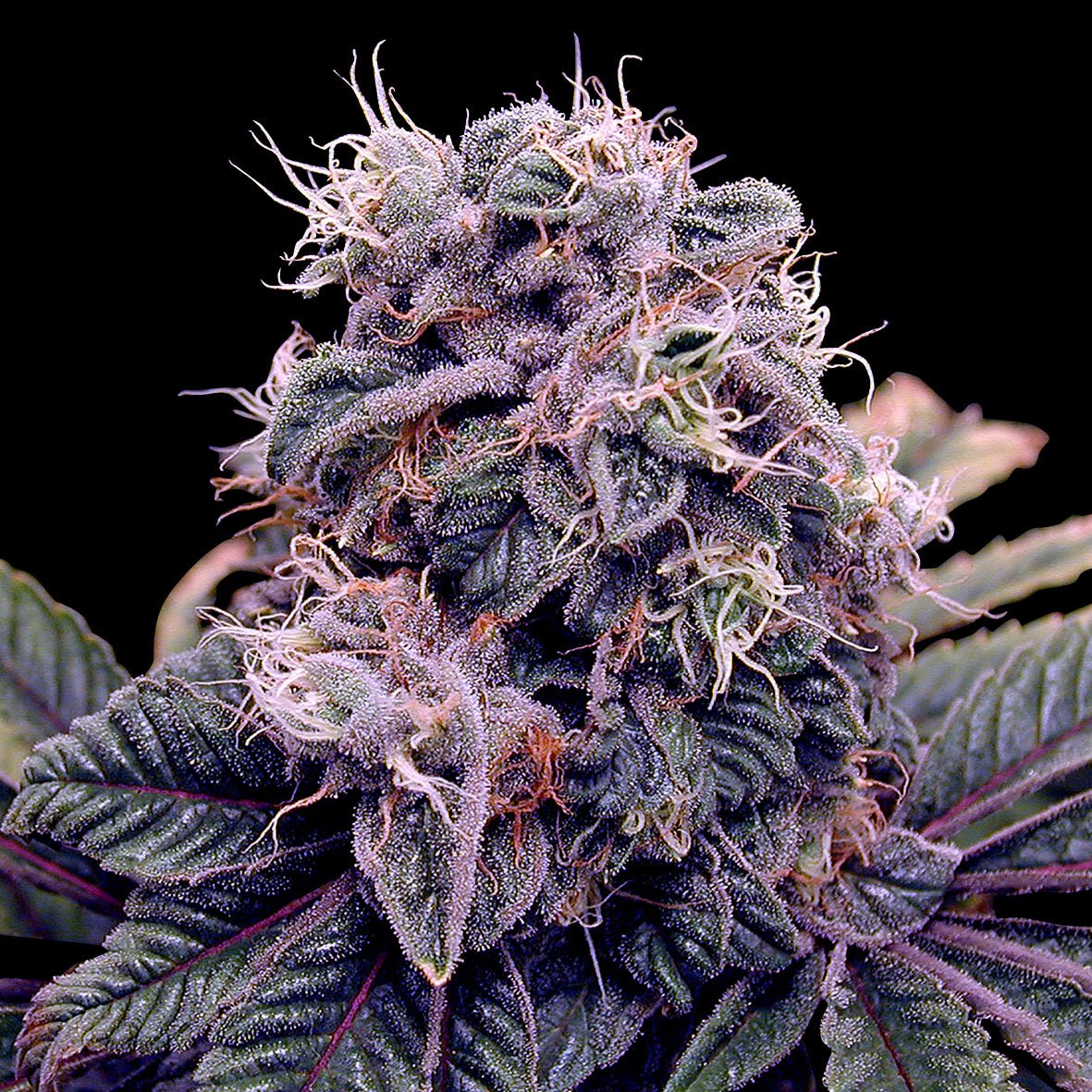 BLUE BERRY - Feminisiert (Spliff Seeds Amsterdam) - MISTER SEEDSBLUE BERRY - Feminisiert (Spliff Seeds Amsterdam)