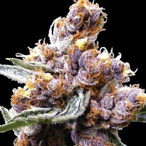 BLUE BERRY - Regular Cannabis Seed - MISTER SEEDSBLUE BERRY - Regular Cannabis Seed
