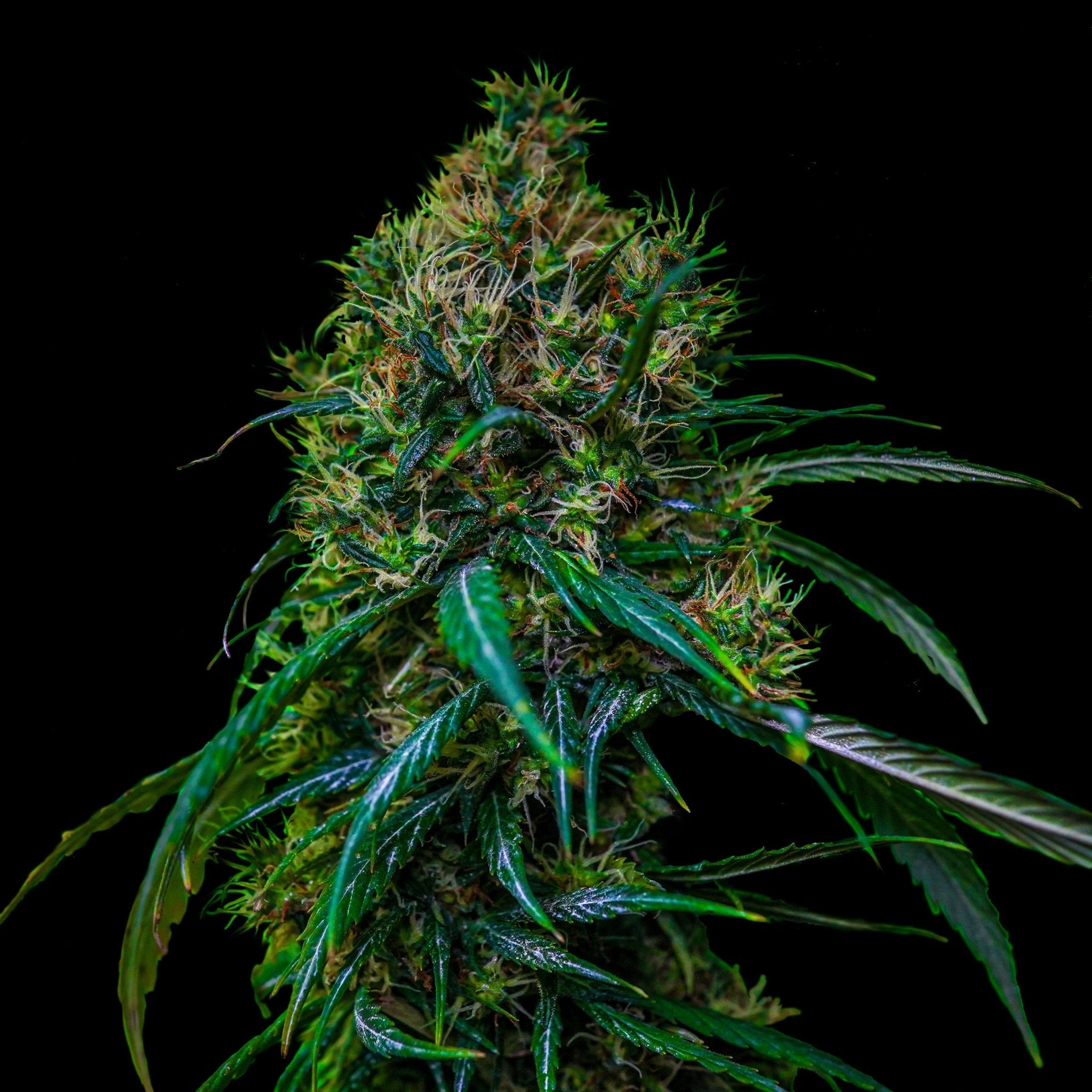 BLUE DREAM - MISTER SEEDSBLUE DREAM