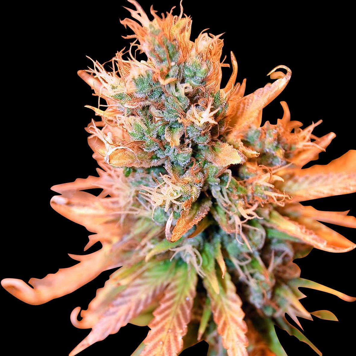 BLUE MEDI KUSH - Feminisiert - MISTER SEEDSBLUE MEDI KUSH - Feminisiert