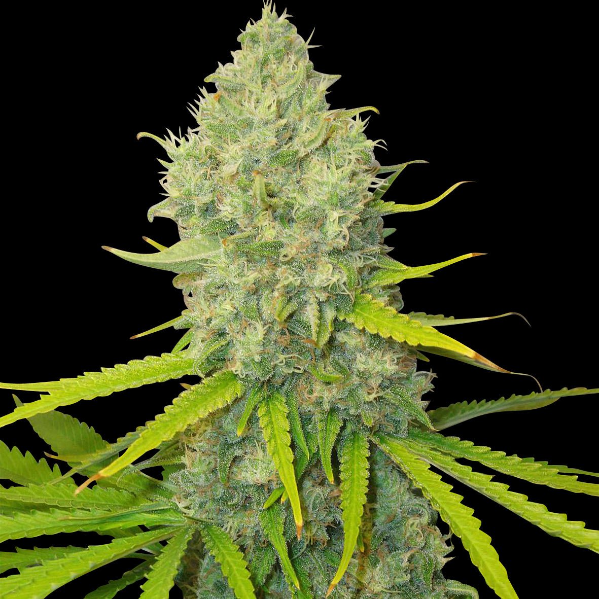 BUBBLE GUN - Feminisiert (Spliff Seeds Amsterdam) - MISTER SEEDSBUBBLE GUN - Feminisiert (Spliff Seeds Amsterdam)
