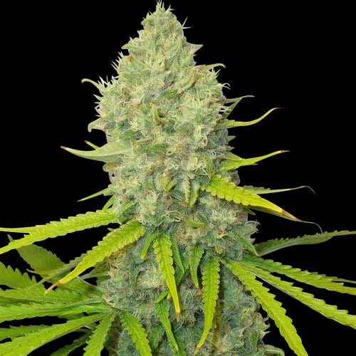 Bubblegun Regular Cannabis Seeds - MISTER SEEDSBubblegun Regular Cannabis Seeds