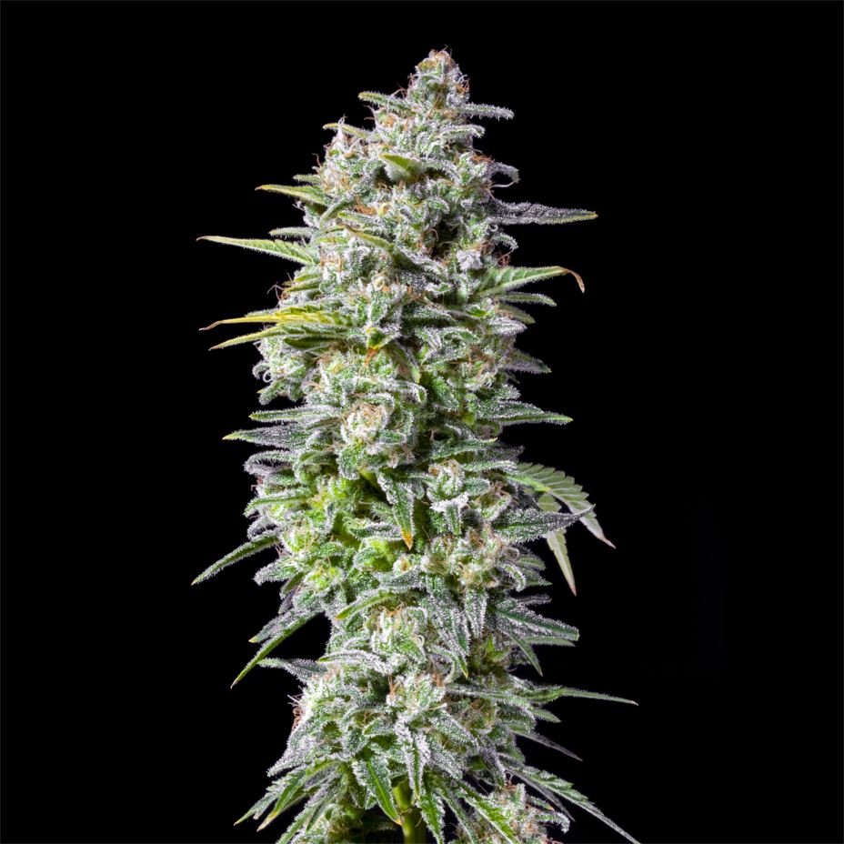 CRYSTAL WHITE - Feminisiert - MISTER SEEDSCRYSTAL WHITE - Feminisiert