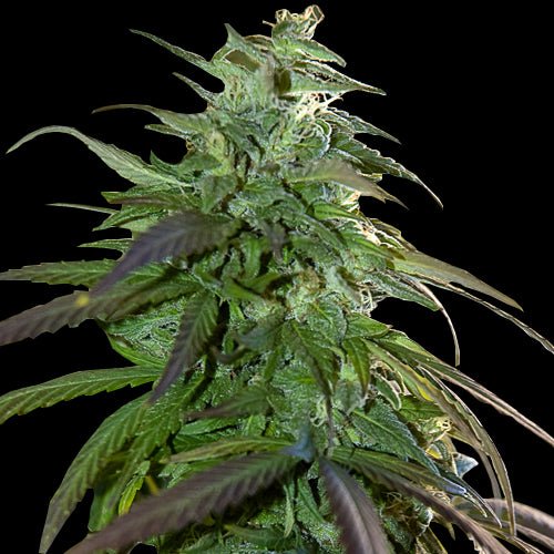 FAST BUD - Feminisiert, Outdoor - MISTER SEEDSFAST BUD - Feminisiert, Outdoor