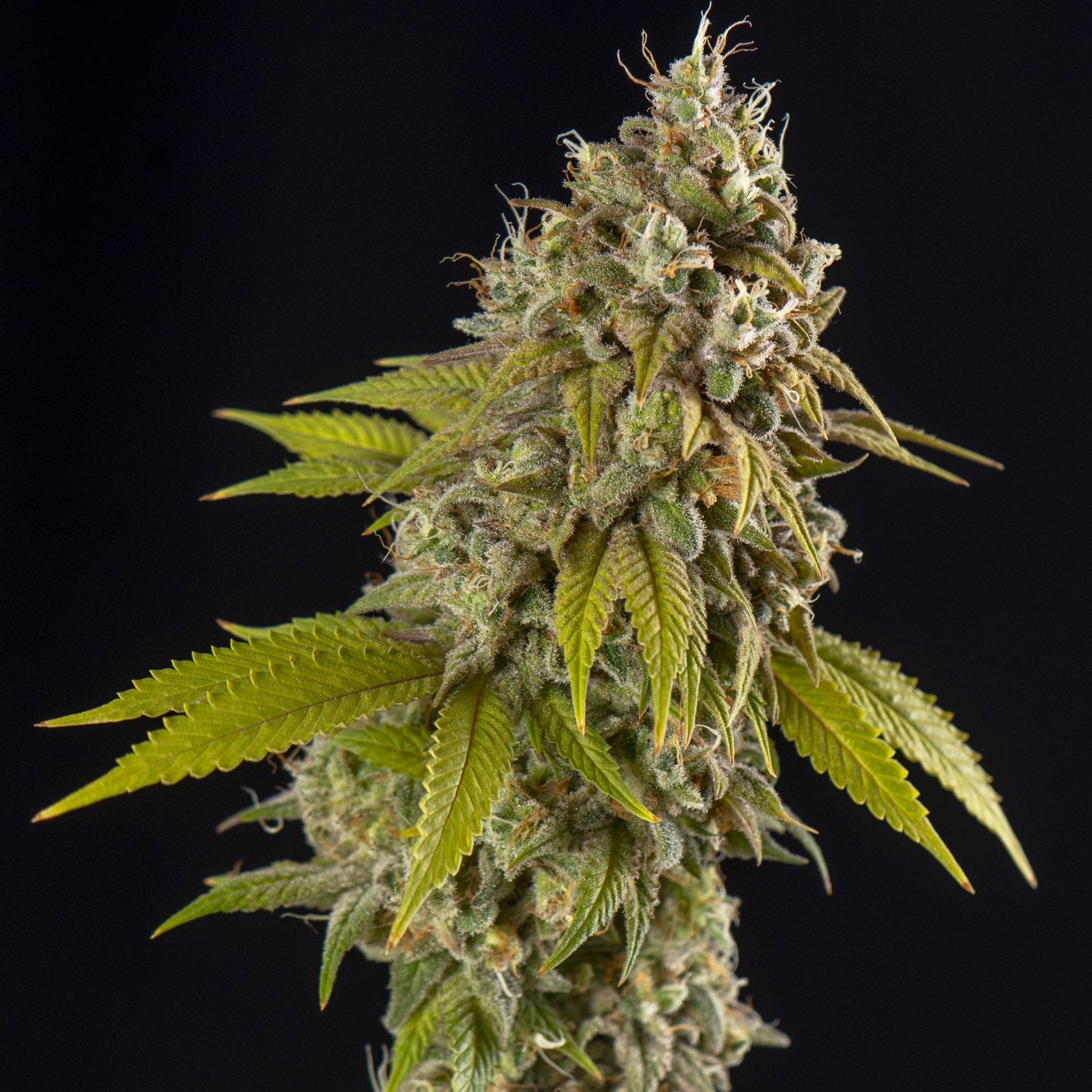 GELATO - Feminisiert - MISTER SEEDSGELATO - Feminisiert