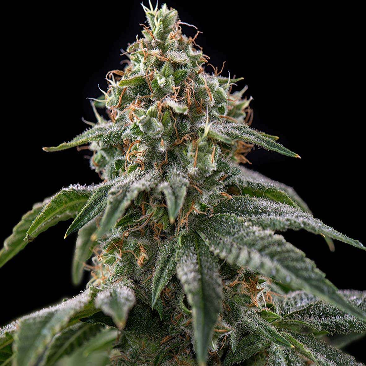 GIRL SCOUT COOKIES - Feminisiert - MISTER SEEDSGIRL SCOUT COOKIES - Feminisiert