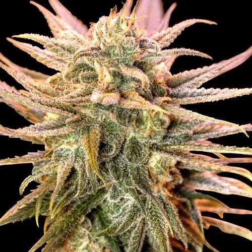 Gold Bar Kush - Feminisiert - MISTER SEEDSGold Bar Kush - Feminisiert