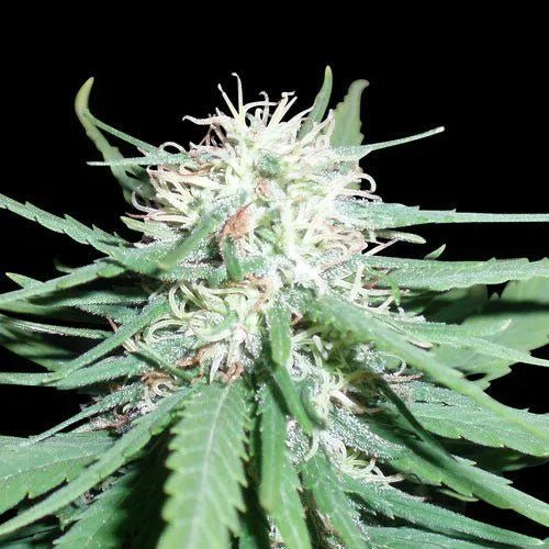 HAZE 1 Regular Cannabis Seeds - MISTER SEEDSHAZE 1 Regular Cannabis Seeds