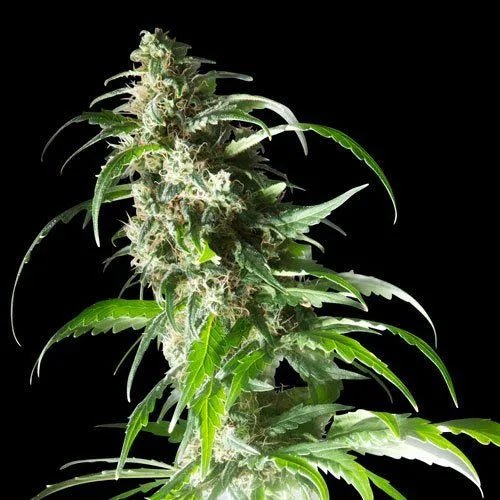 JACK F1 - Feminisiert - MISTER SEEDSJACK F1 - Feminisiert
