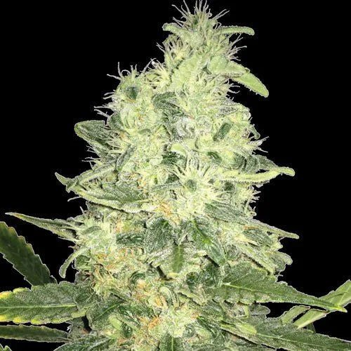 JACK F1 - Regular Cannabis Seeds - MISTER SEEDSJACK F1 - Regular Cannabis Seeds