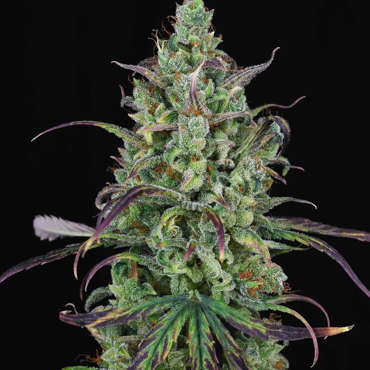LEMON CREAM KUSH - Female - MISTER SEEDSLEMON CREAM KUSH - Female