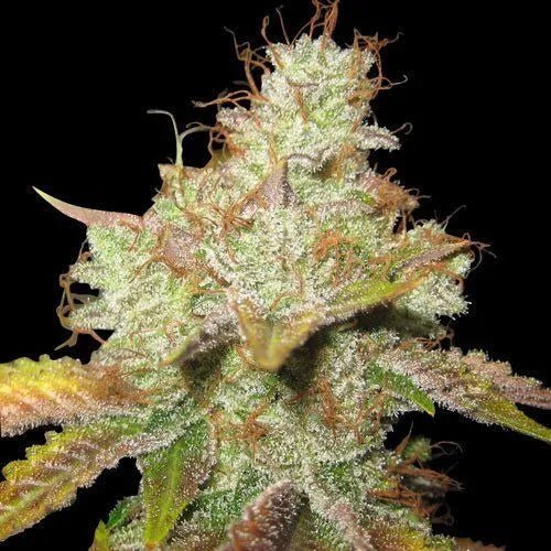 Master Kush Regular Cannabis Seeds - MISTER SEEDSMaster Kush Regular Cannabis Seeds