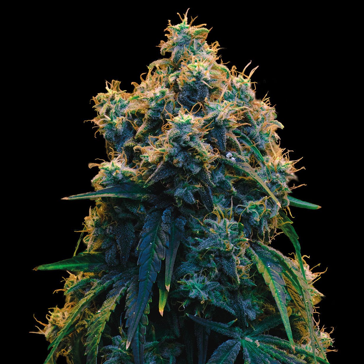 MEGA POWER PLANT - Feminisiert - MISTER SEEDSMEGA POWER PLANT - Feminisiert