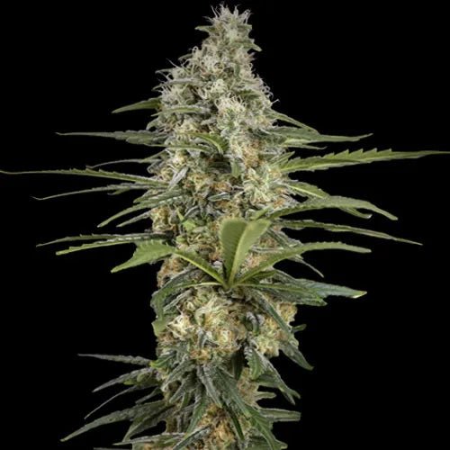 MINT RUNTZ - Feminisiert - MISTER SEEDSMINT RUNTZ - Feminisiert