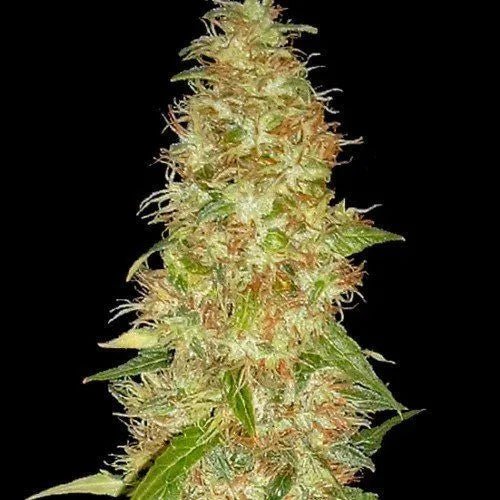 MOON WALKER KUSH - Feminisiert - MISTER SEEDSMOON WALKER KUSH - Feminisiert