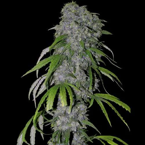 NEVILLE'S HAZE - Feminisiert - MISTER SEEDSNEVILLE'S HAZE - Feminisiert