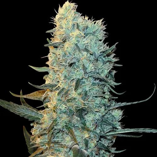 POWER PLANT - Regular Cannabis Seeds - MISTER SEEDSPOWER PLANT - Regular Cannabis Seeds