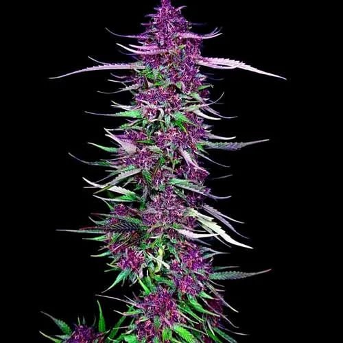 PURPLE BERRY KUSH - Feminisiert - MISTER SEEDSPURPLE BERRY KUSH - Feminisiert