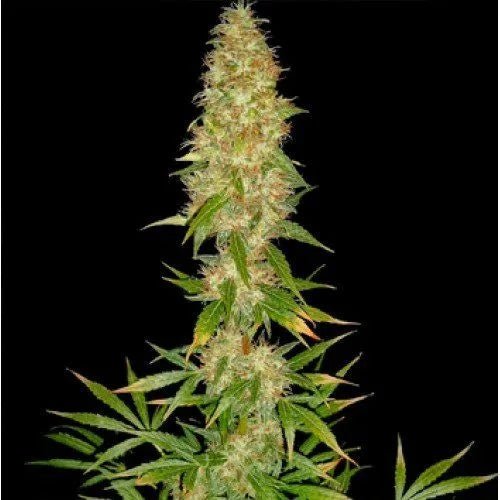 ROYAL THAI - Regular Cannabis Seeds - MISTER SEEDSROYAL THAI - Regular Cannabis Seeds