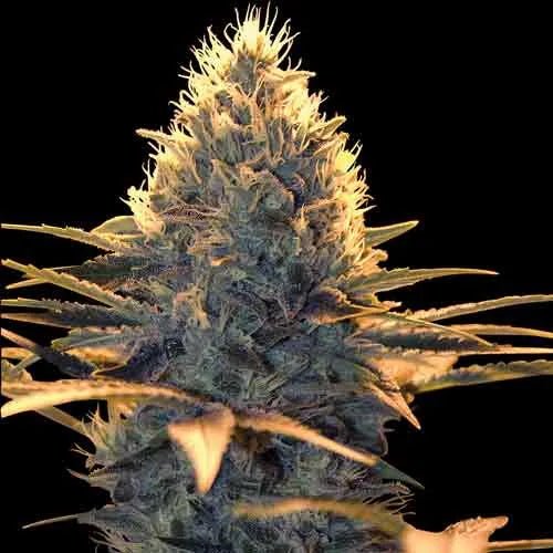 SPLIFF CHEESE - Feminisiert - MISTER SEEDSSPLIFF CHEESE - Feminisiert