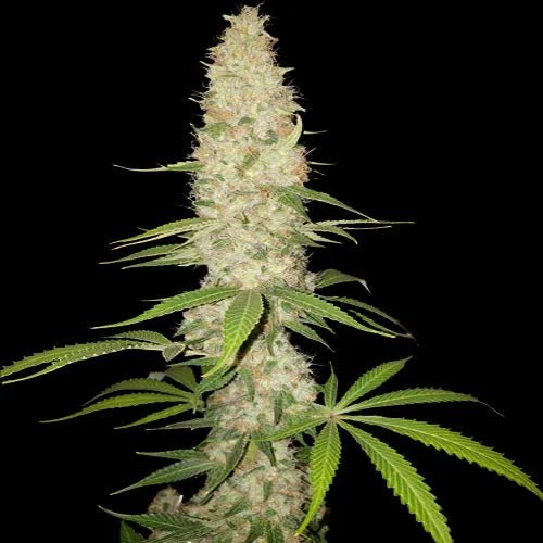 SPLIFF GORILLA - Feminisiert - MISTER SEEDSSPLIFF GORILLA - Feminisiert
