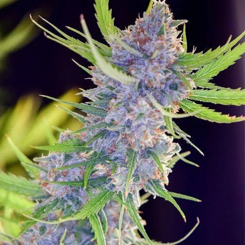 SPLIFF STRAWBERRY - Feminisiert - MISTER SEEDSSPLIFF STRAWBERRY - Feminisiert
