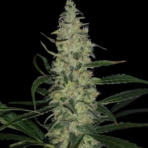 SUPER SKUNK - Feminisiert - MISTER SEEDSSUPER SKUNK - Feminisiert