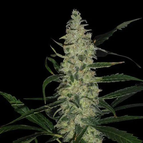 SUPER SKUNK - Regular Cannabis Seeds - MISTER SEEDSSUPER SKUNK - Regular Cannabis Seeds