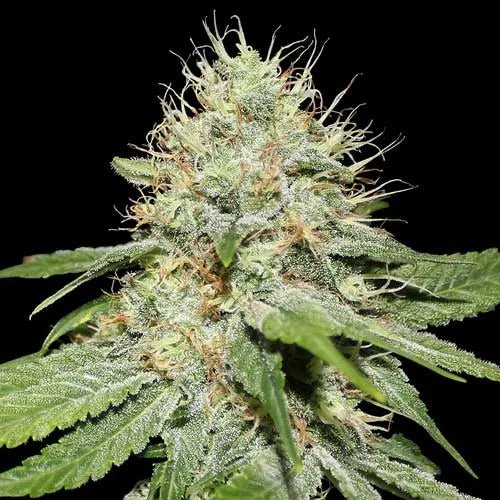 SWEET 'N SOUR - Feminisiert - MISTER SEEDSSWEET 'N SOUR - Feminisiert