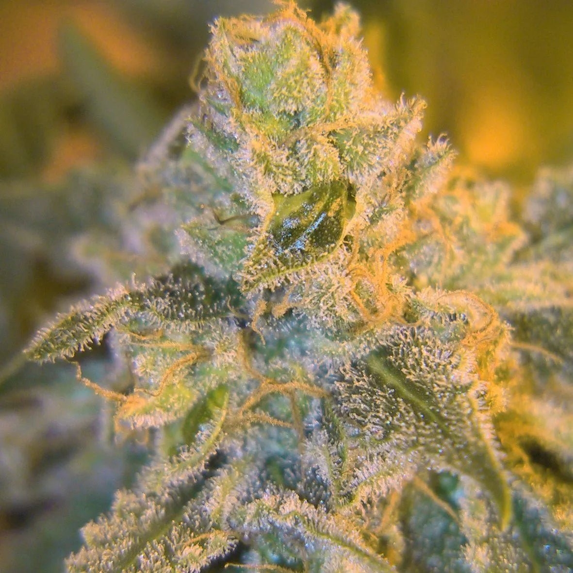 SWEET 'N SOUR OUTDOOR - Feminisiert - MISTER SEEDSSWEET 'N SOUR OUTDOOR - Feminisiert