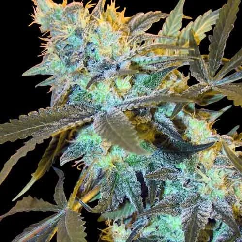 WHITE WIDOW - Feminisiert - MISTER SEEDSWHITE WIDOW - Feminisiert