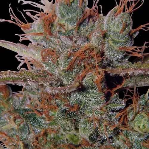 White Widow Regular Cannabis Seeds - MISTER SEEDSWhite Widow Regular Cannabis Seeds