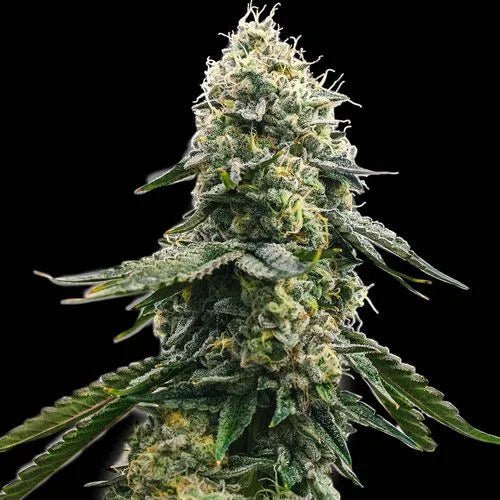 ZKITTLEZ - Feminisiert - MISTER SEEDSZKITTLEZ - Feminisiert